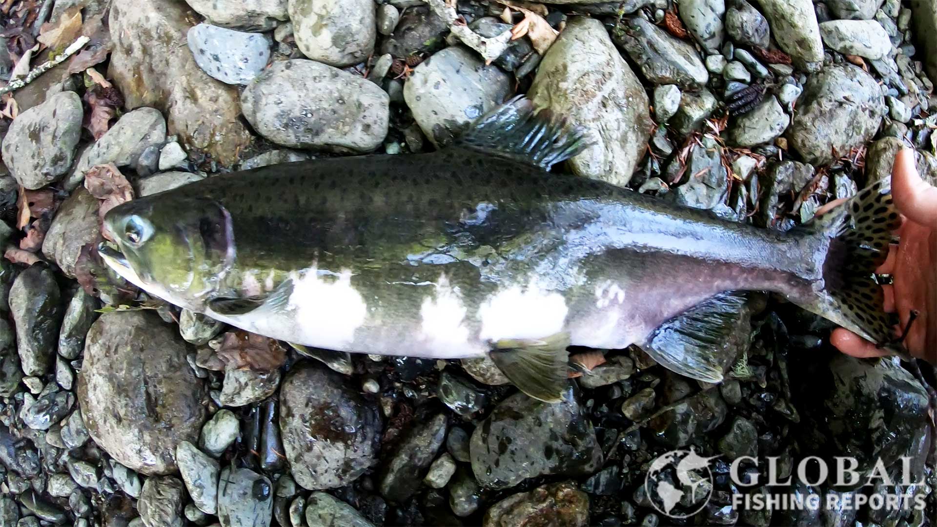 pink female salmon during the spawn
