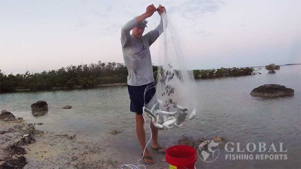 Captain Cody showing how to catch bait with a cast net